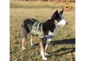 La Border collie ha operato anche nel terremoto del 2016