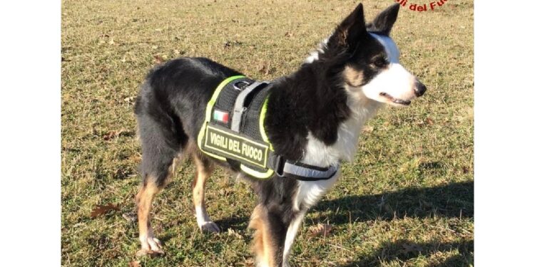 La Border collie ha operato anche nel terremoto del 2016