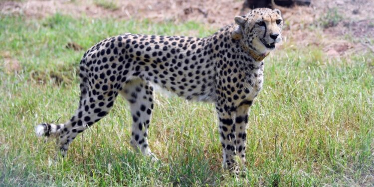 Il felino apparteneva al gruppo arrivato in febbraio