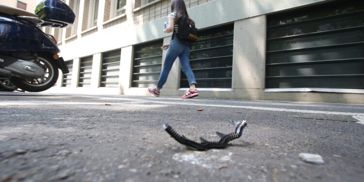Ai pm la querela contro gli agenti. 'Lesioni