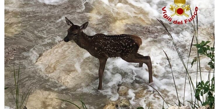 La madre del cucciolo rimasta sempre nella zona del salvataggio