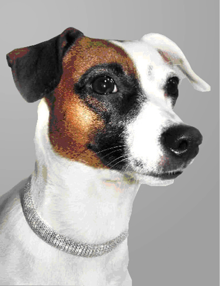 I jack russell sono i nuovi cani preferiti dei reali britannici