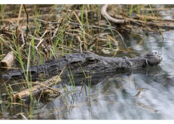 Gli animali hanno invaso le aree residenziali