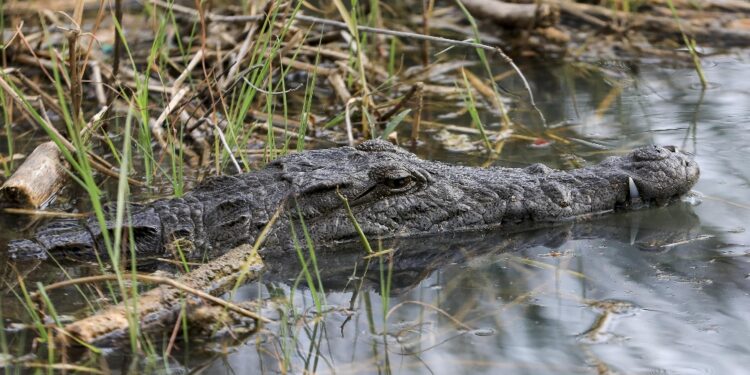 Gli animali hanno invaso le aree residenziali