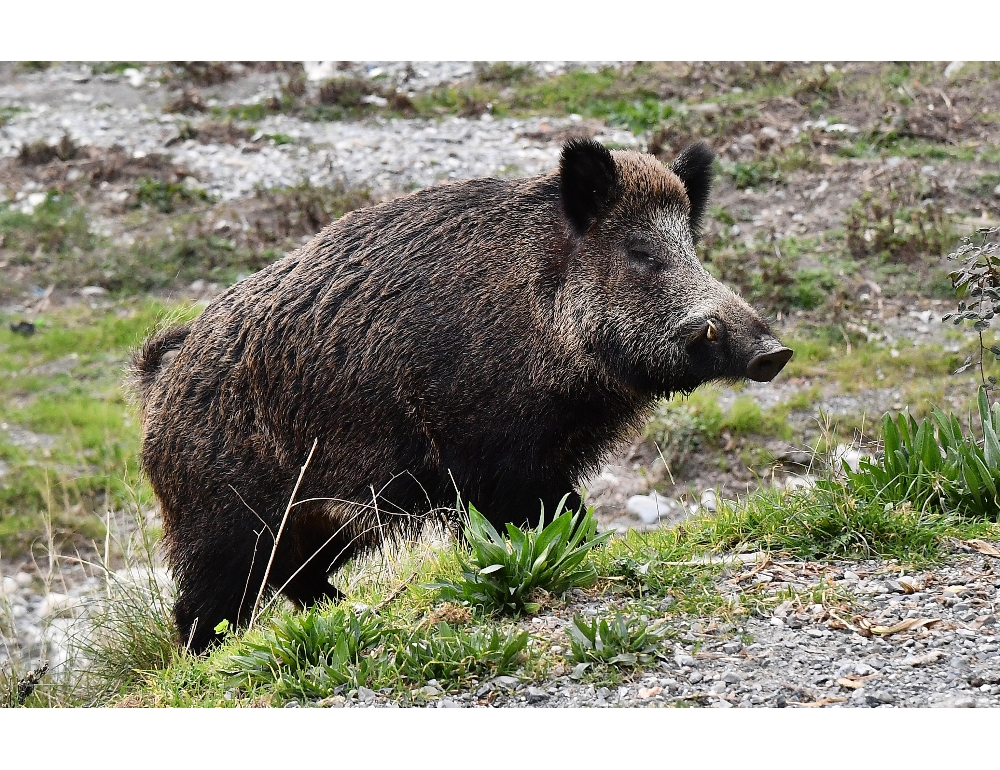 Peste suina, individuato cinghiale infetto nel Reggino