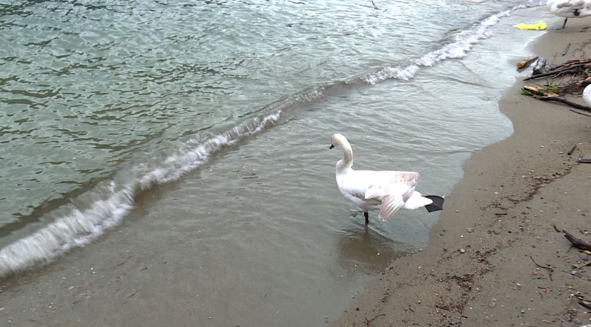 Si alza il livello del Lario, oggi il riempimento del Lago di Como è al 50%