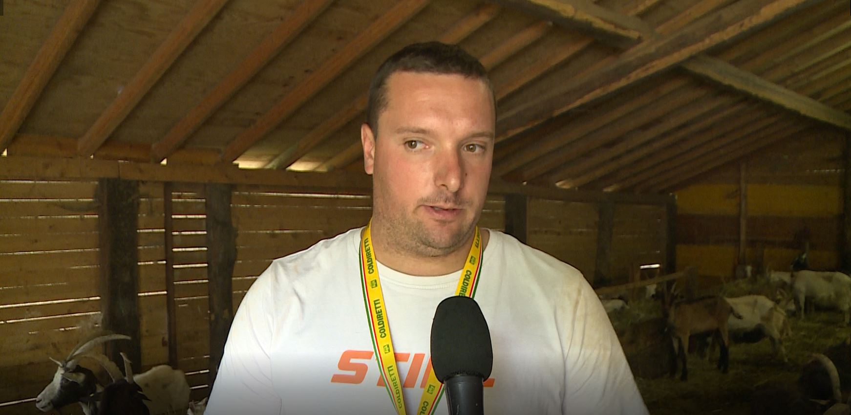 Allevatore attaccato da tre lupi, stava difendendo le sue capre: “Abbiamo già perso 15 capi”