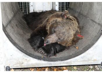 "Il Libearty Sanctuary di Zarnesti è un'ottima struttura"