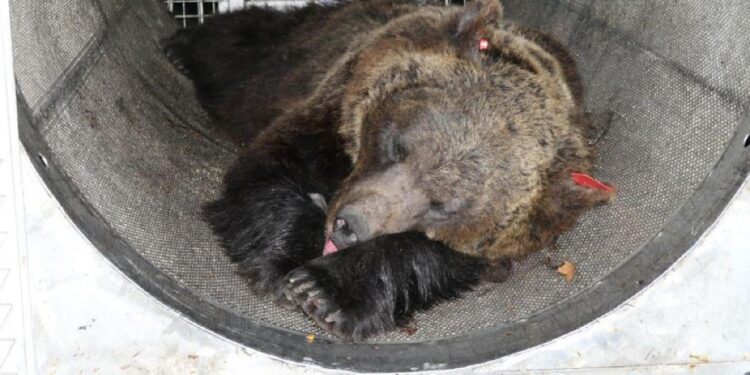 "Il Libearty Sanctuary di Zarnesti è un'ottima struttura"