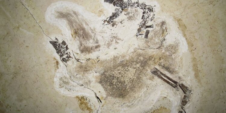 Il 'signore delle lance' visse 110 milioni di anni fa