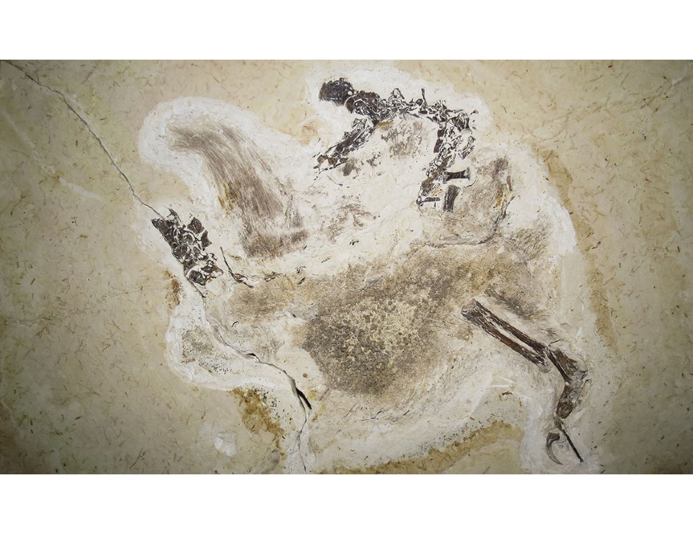 Il 'signore delle lance' visse 110 milioni di anni fa
