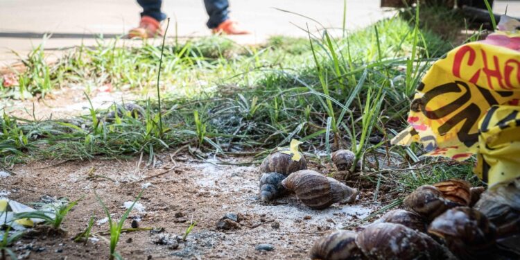 La zona in isolamento trattata con pesticidi per molluschi