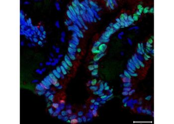 Consente di avere immagini tridimensionali campioni cellulari