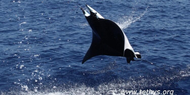 Tornata in mare aperto dopo un giorno di sofferenza a riva