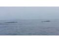Ricercatori: "Moltissime quest'anno concentrate nel Mar ligure'