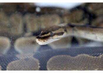 Nella zona è diventata una specie invasiva