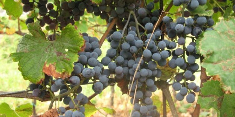 Malattia della vite per le forti piogge di primavera