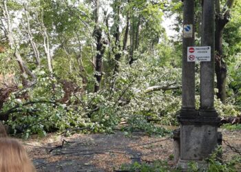 Alberi ad alto fusto caduti ad Alzate Brianza