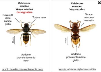 Il calabrone asiatico si sta diffondendo in Svizzera