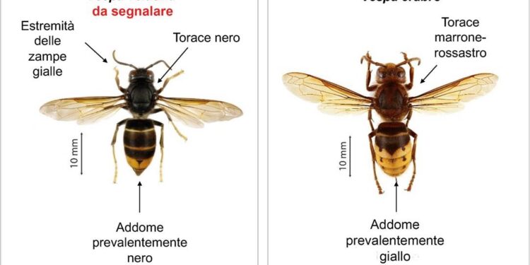 Il calabrone asiatico si sta diffondendo in Svizzera