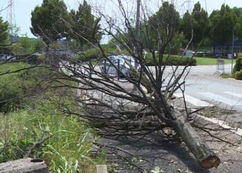 linea dura per piante e rami sporgenti