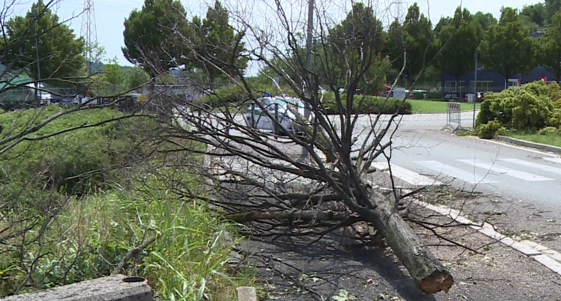 Piante e siepi sporgenti. Linea dura contro i proprietari che non intervengono