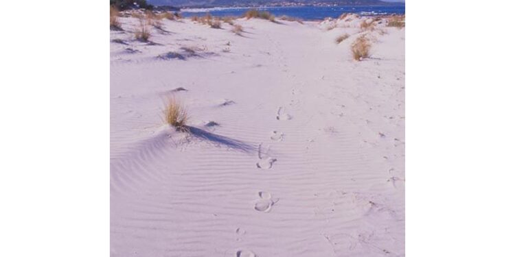 Litorale centro Sardegna trasformato in pista