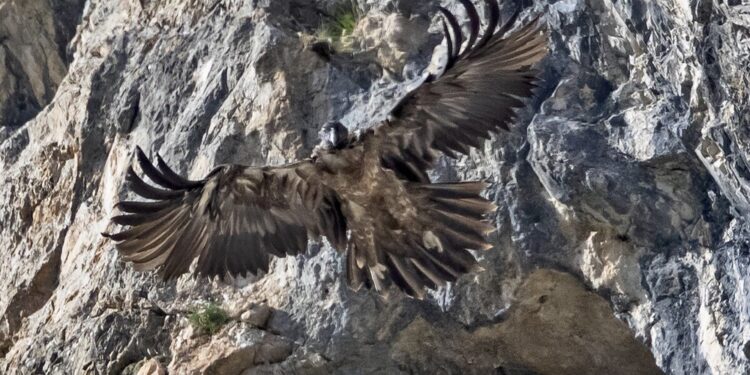 Dopo la reintroduzione della specie trent'anni fa