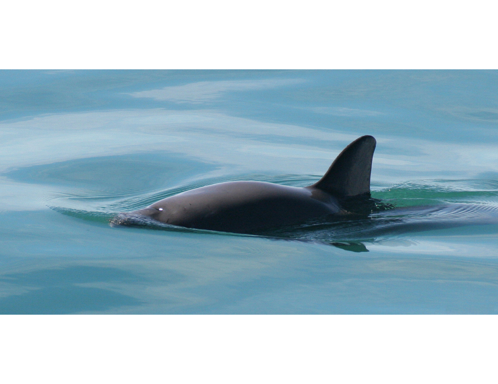 Messico: esperti, la scomparsa della Vaquita Marina è imminente