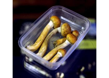 Esperimento con la psilocibina per curare le malattie mentali