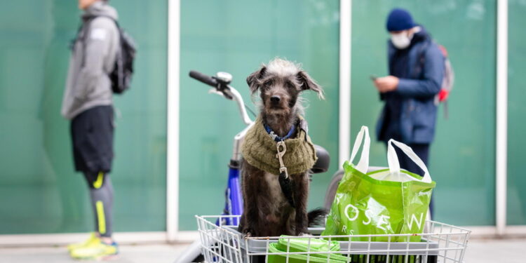 Entra in vigore una nuova legge sul 'benessere animale'