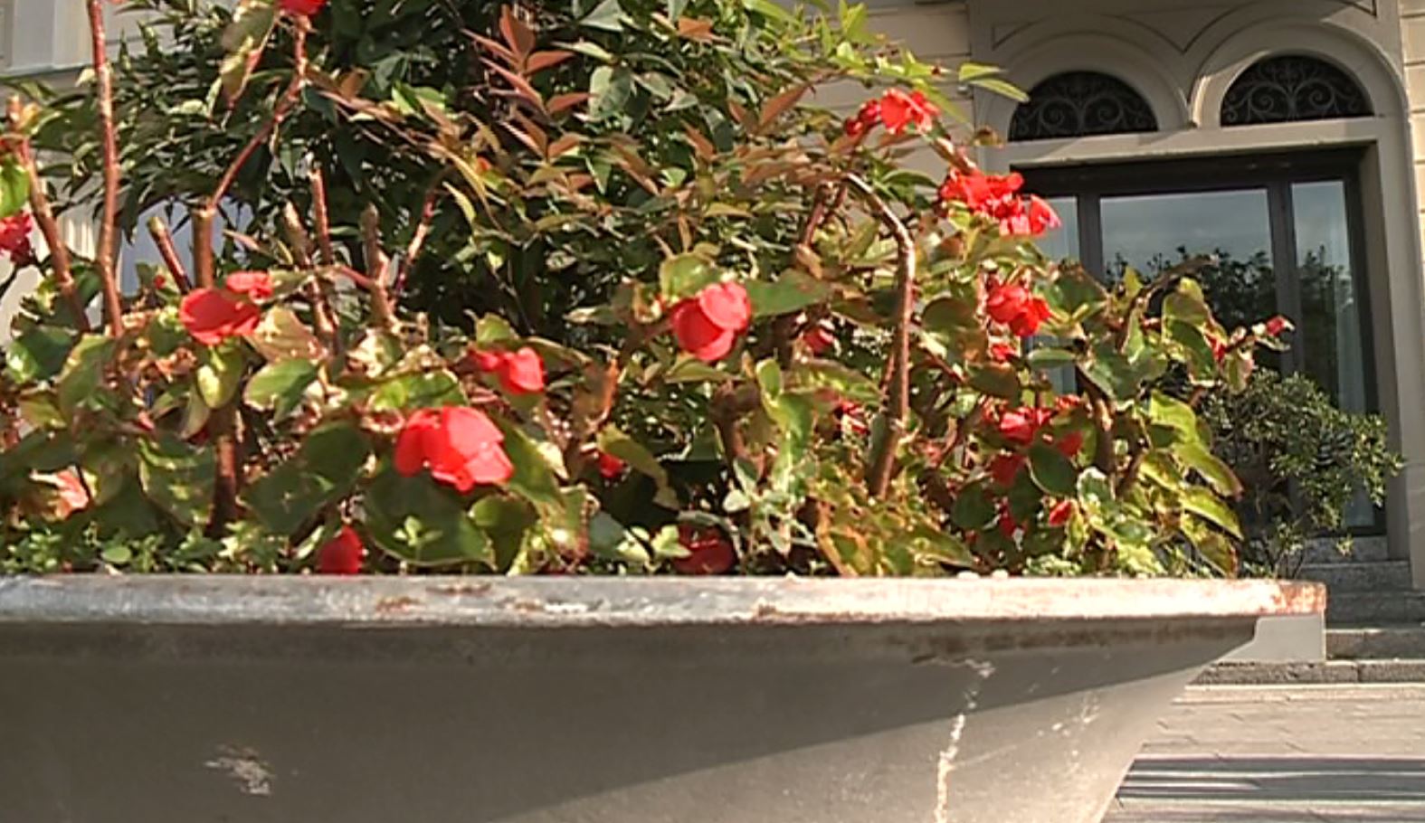 Aiuole, rotatorie, fioriere: privato e pubblico insieme per curare il verde pubblico di Como