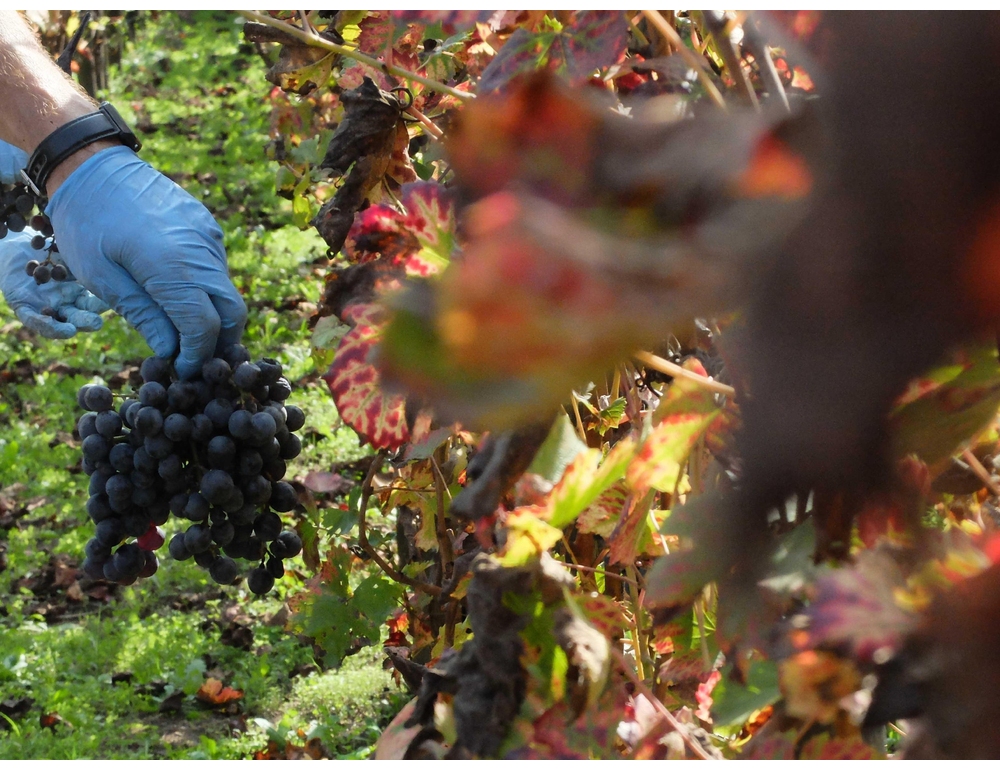 Bracciante morta, ricorso procura dopo assoluzione datore lavoro