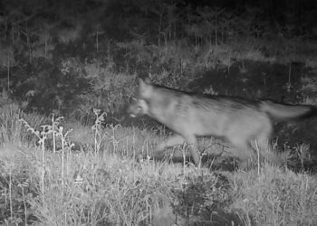 Un lupo immortalato in Val Colla da una fototrappola