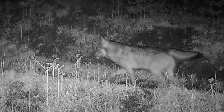 Un lupo immortalato in Val Colla da una fototrappola