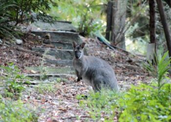 wallaby