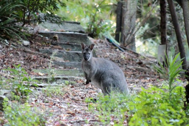 I 13 wallaby trasferiti dal Lago di Pusiano: secondo la normativa sarebbero “pericolosi anche sotto il profilo sanitario”