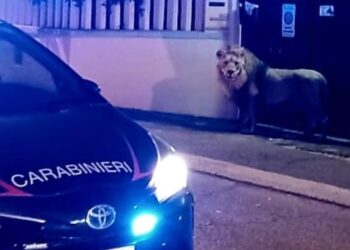 Mobilitati forze dell'ordine e vigili del fuoco