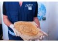 Il fossile stava per essere contrabbandato in Spagna