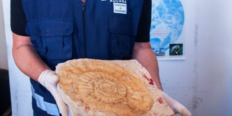 Il fossile stava per essere contrabbandato in Spagna
