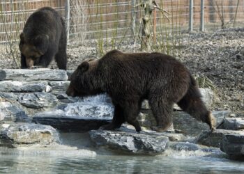 Moscow Times cita l'autorità di protezione della fauna dell'Amur