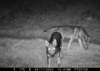 Canton Ticino, due cuccioli di lupo nella zona del Tamaro