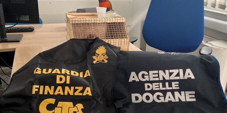 Pappagallo protetto sequestrato