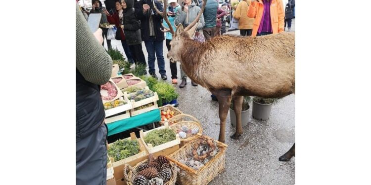 Non ha provocato danni ed è stato rifocillato