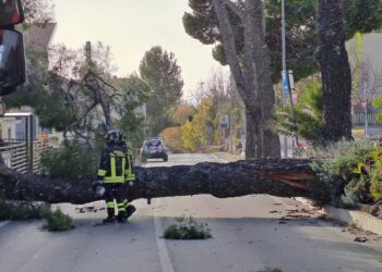 A Spoltore grosso pino crolla su strada e sfiora le case