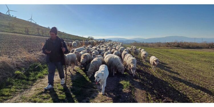 Nel Foggiano il viaggio delle greggi di due imprese