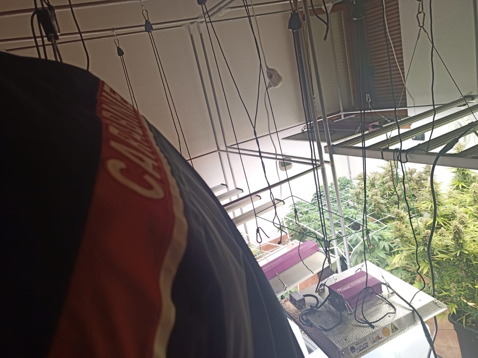 Sorico, coppia coltiva droga in casa. Arrestati un 28enne e la compagna 29enne