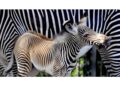 Zebra di Grevy