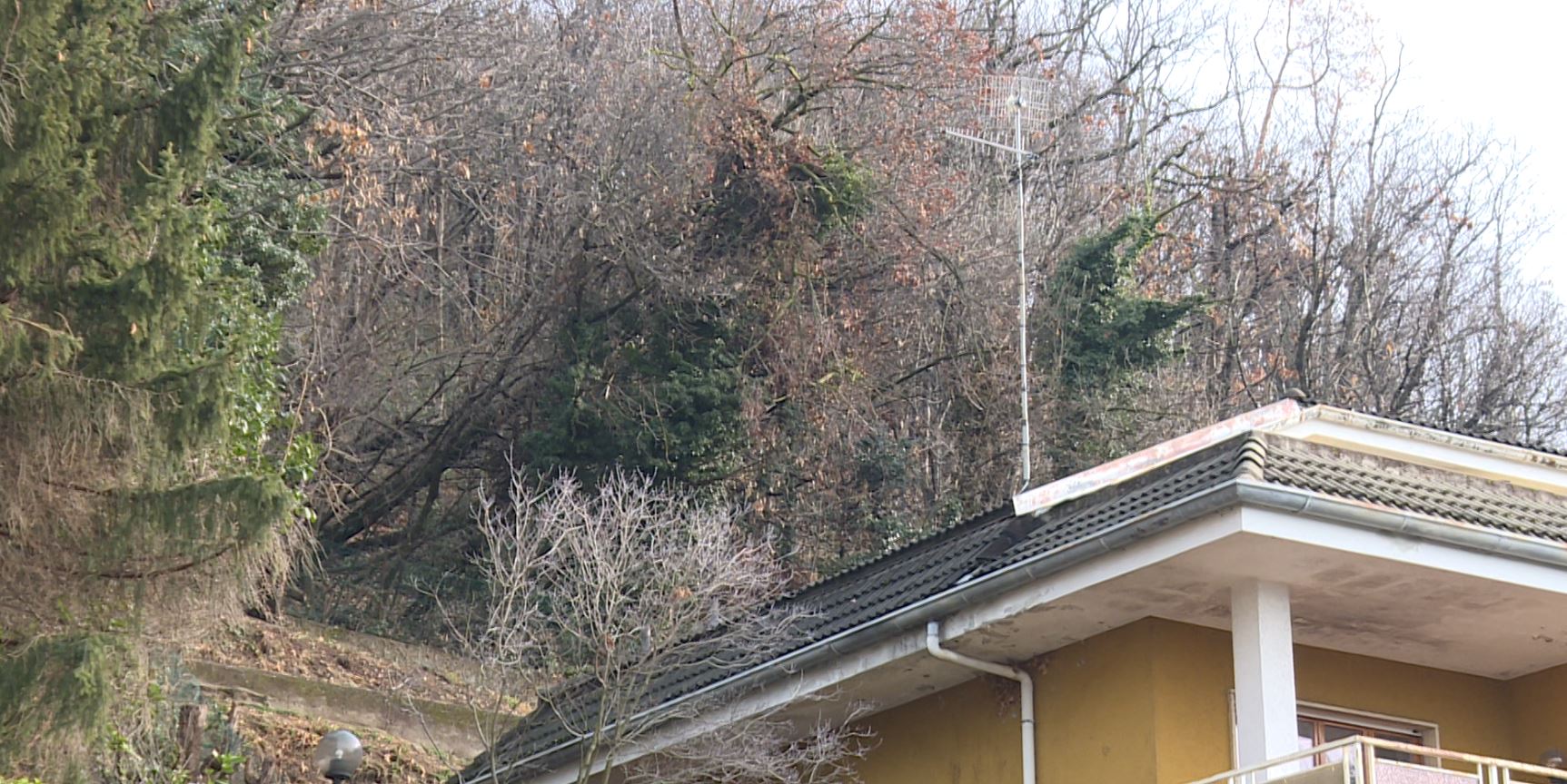 Maltempo a Muggiò, alberi caduti a luglio e non ancora rimossi. Residenti preoccupati. Il Comune: “Ora le verifiche poi il taglio”