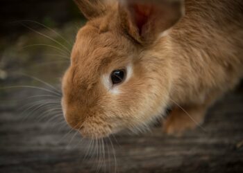 Ticino, a Giubiasco torna l’esposizione cantonale di conigli e volatili